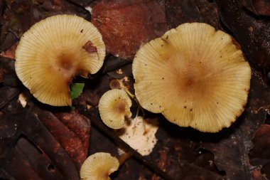 Tropikal yağmur ormanlarında kahverengi beyaz mantar