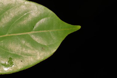 Siyah arkaplanlı yeşil yaprak ucunu kapat