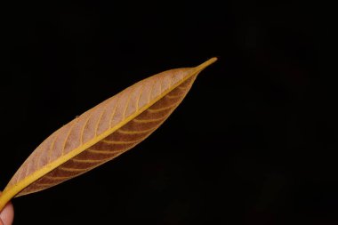 Siyah arkaplanlı kahverengi yaprağın fotoğrafını kapat