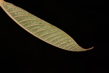 Siyah arkaplanı olan yeşil yaprağın fotoğrafını kapat