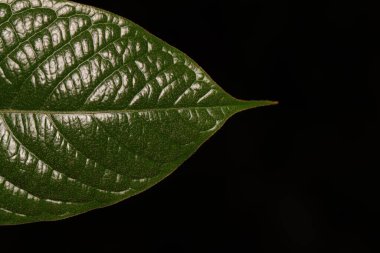 Siyah arkaplan ile apeks adaxial yeşil yaprak yakın fotoğraf