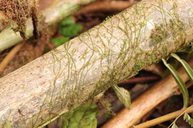 Beyaz ağaç gövdesinin resmini kapat 