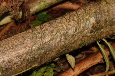 Beyaz ağaç gövdesinin resmini kapat 