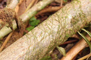 Beyaz ağaç gövdesinin resmini kapat 
