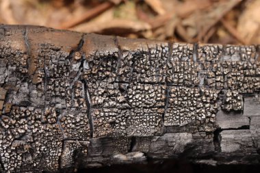 Mangal kömürü ayrıntılı çıkıntılarla kapatır