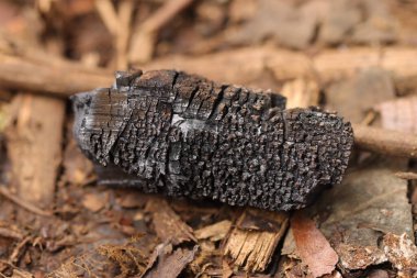 Mangal kömürü ayrıntılı çıkıntılarla kapatır