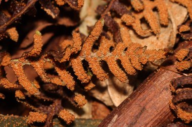 Eğreltiotu sporunun yakın plan fotoğrafı