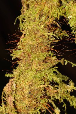 Ağaç gövdesinde yosunlar ve liken