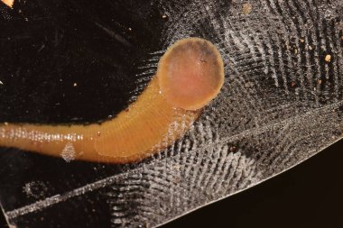 Yeni Gine 'deki sülük ya da kan emici hareketlerini gösteriyor.