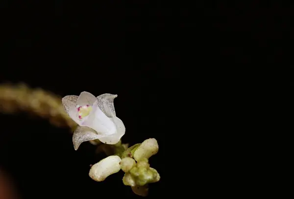 Küçük beyaz orkidenin (Appendicula sp..)