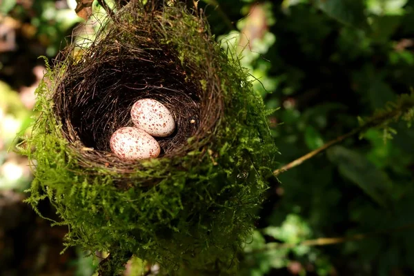 Two bird eggs inside nest in the wild from Indonesian New Guinea