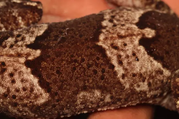 Endonezya Yeni Gine 'den dev kertenkele cesedinin fotoğrafını kapat