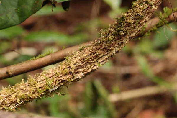 Endonezya Yeni Gine 'den beyaz ağaç gövdesinin yosunlu fotoğrafını kapat