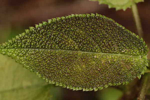 Laportea decumana ya da Endonezya Yeni Gine 'den kaşındıran yapraklar