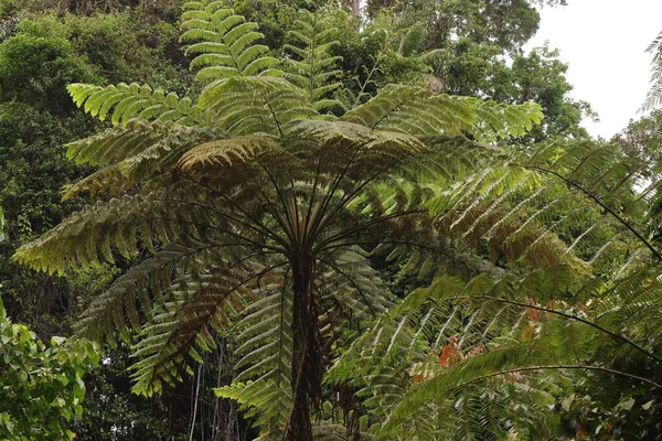Tree fern or Cyathea from Indonesian New Guinea