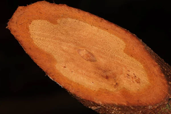 Xylem ve Floem 'i gösteren boylamsal kesilmiş ağaç gövdesinin fotoğrafını kapat