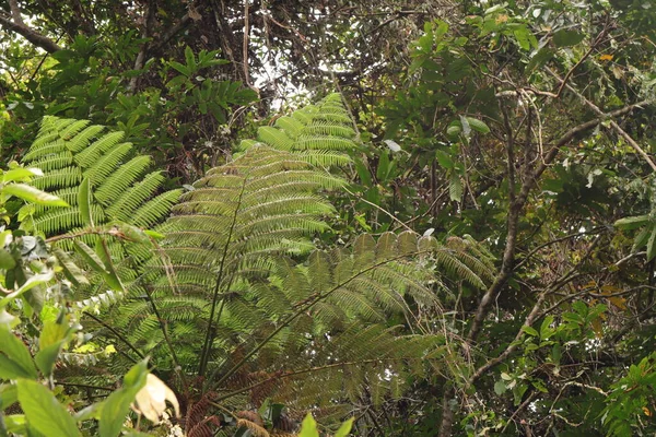 cyathea or tree fern leaves in tropical rainforest