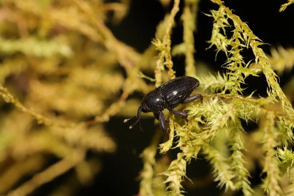 Yosun üzerinde bok böceği