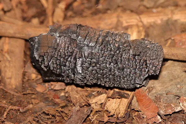 Mangal kömürü ayrıntılı çıkıntılarla kapatır