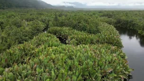 Vista Aerea Della Vegetazione Paludosa Kaimana Provincia Papua Occidentale — Video Stock