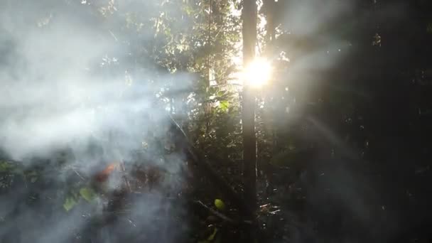 清晨的阳光透过树木和烟雾中发出的光芒 — 图库视频影像