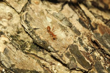 Ağaç gövdesinde sürünen bir örümcek.