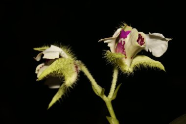 Siyah arka planı olan bir çiçek.