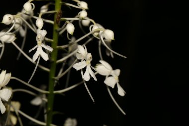 Üzerinde beyaz çiçekler olan beyaz bir çiçek.