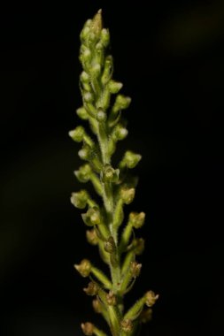 Küçük çiçekli bir bitki.