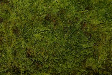 Yaprak yığınının üzerinde duran yeşil bir meyve, agathis dammara strobilus