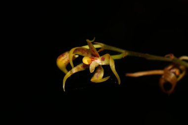 Yaprak yığınının üzerinde duran yeşil bir meyve, agathis dammara strobilus