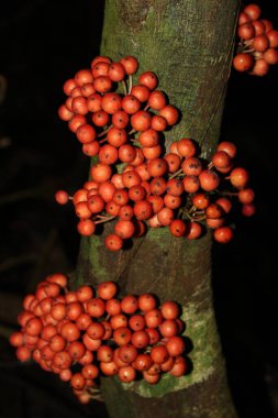 Yaprak yığınının üzerinde duran yeşil bir meyve, agathis dammara strobilus