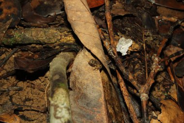 Yaprak yığınının üzerinde duran yeşil bir meyve, agathis dammara strobilus
