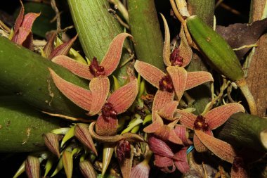 Bitkinin üzerindeki bir demet çiçek.