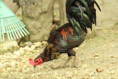 Toprakta yürüyen bir horoz.