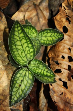 Yapraklarla çevrili yeşil bir yaprak.