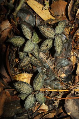 Yerde yeşil yapraklı bir bitki.