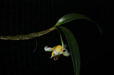 Saplı bir çiçek ve çiçek tomurcuğu.