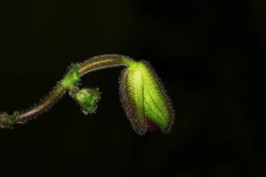 Karanlıkta tomurcuklanan bir çiçek