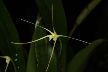 Uzun yeşil yapraklı beyaz bir çiçek.