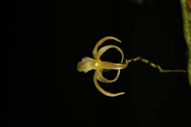 Uzun saplı bir çiçek ve kelebek şeklinde bir çiçek.