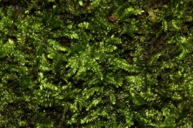 Yeşil yapraklı bir bitkinin yakın çekimi