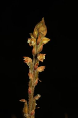 Bir orkide, Hetaeria latipetala, Batı Papua 'dan siyah bir geçmişi var.