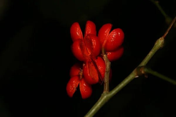 a red flower on a stem with water droplets