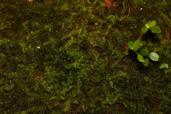 Yaprak yığınının üzerinde duran yeşil bir meyve, agathis dammara strobilus