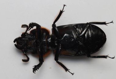 Siyah gövdeli ve bacaklı bir böcek.