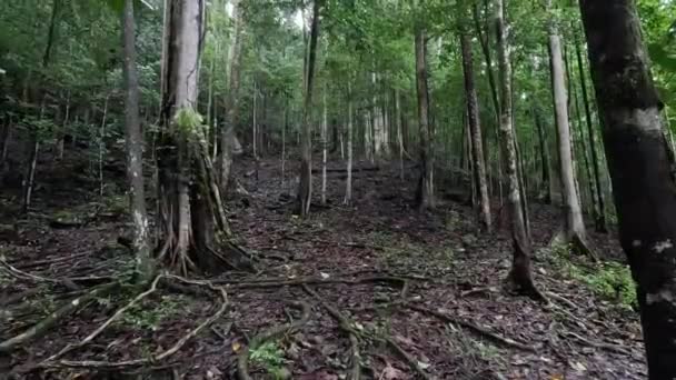 Όμορφο Τοπίο Στη Ζούγκλα Στο Χωριό Urisa Kaimana Regency Δυτική — Αρχείο Βίντεο