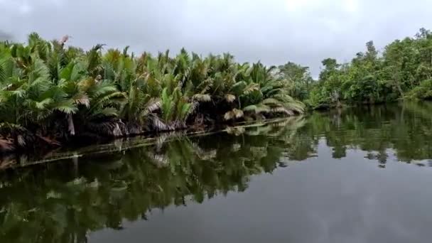 Bela Floresta Tropical Ribeirão Urisa Village Kaimana Regency Papua Ocidental — Vídeo de Stock