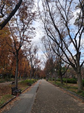 Osaka 'daki şehir parkı (Utsubo Parkı).