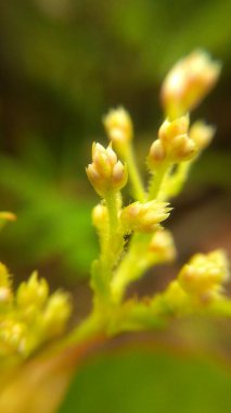 Çiçekli Bud 'ın Makro Fotoğrafı